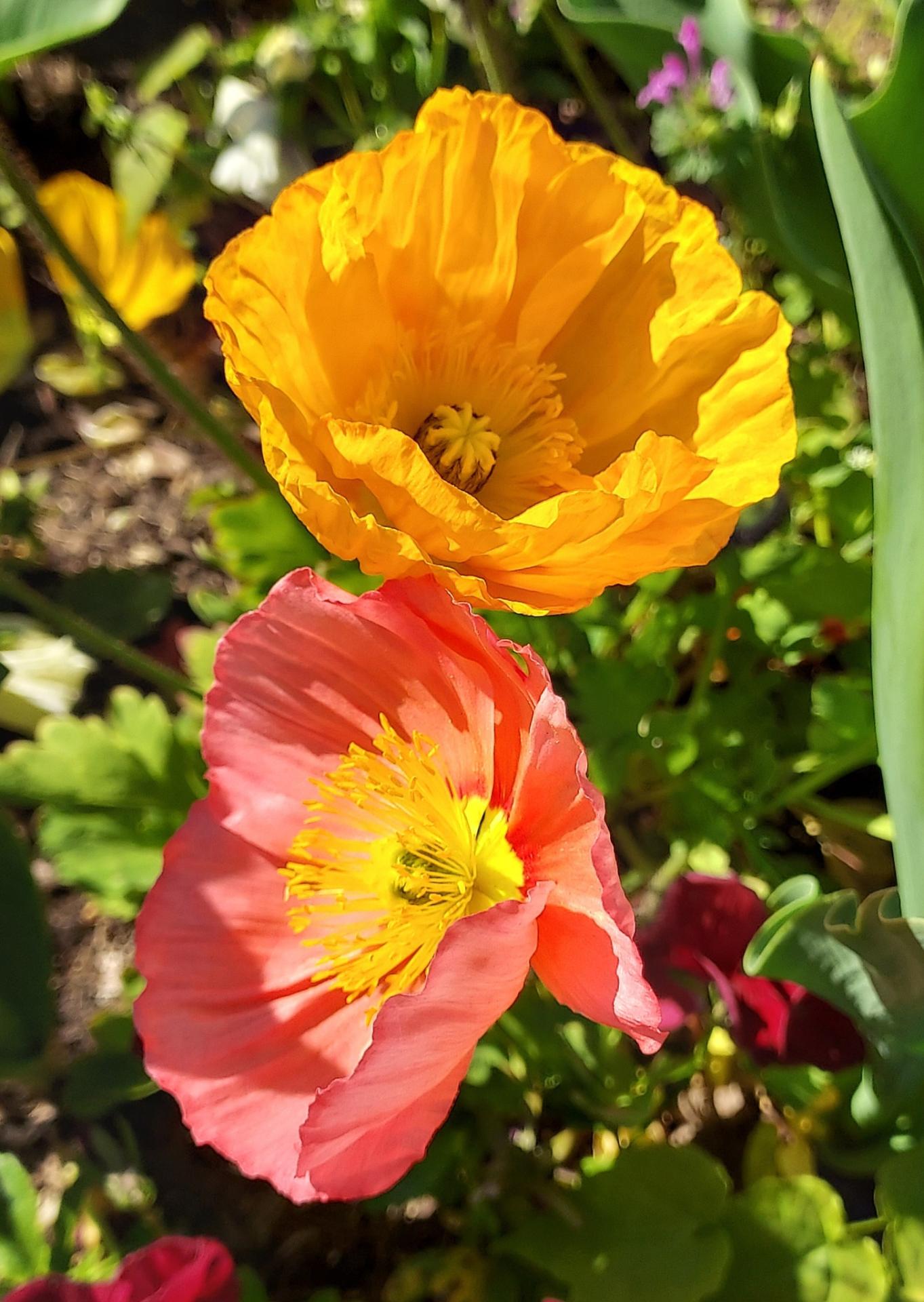 Bonjour et bonne journée ☻  Des pavots