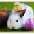 DIMANCHE 20 AVRIL - JOYEUSES PAQUES